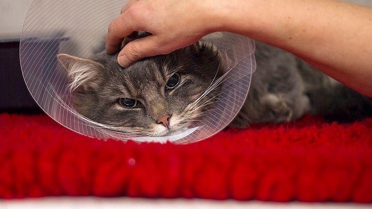 Katten på bilden har inga ögonproblem