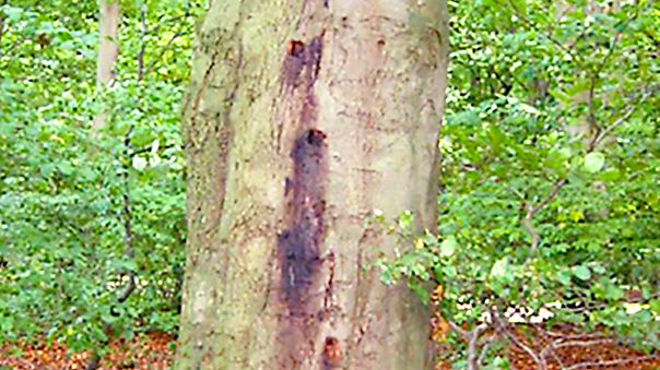 Stam angripen av Phytophthora.