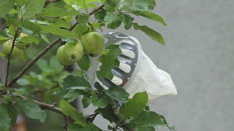 Äppelplockare i träd