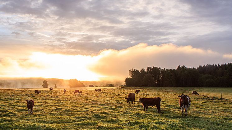Wermlands Mejeri väljer Karlstads Energi