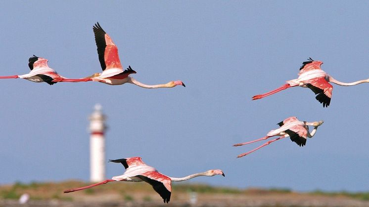 48143 - Natura Ebre