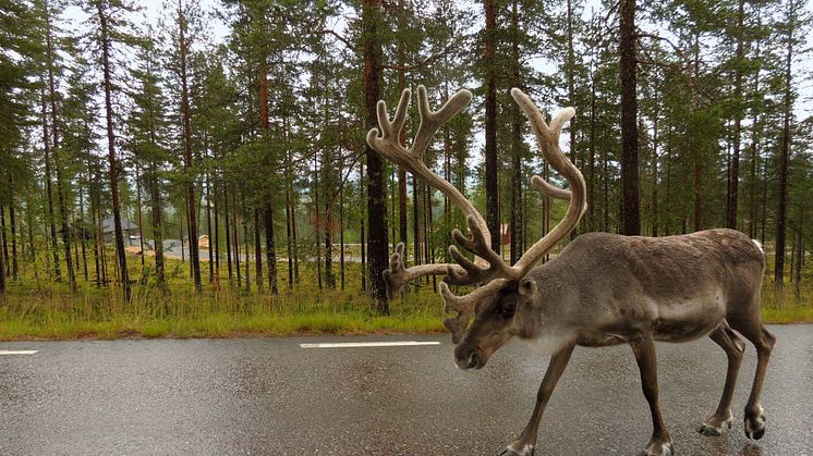 Rentjur på en landsväg i Jämtland. Foto: Marianne Stoessel/Stockholms universitet.