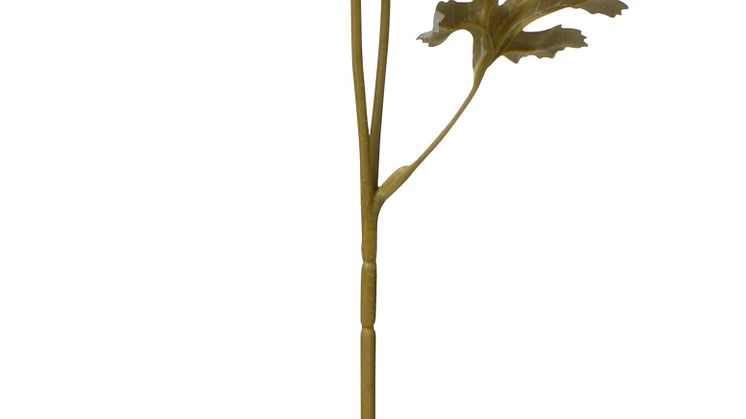 NYHET! Ranunculus 60 cm Pink Artificial material 2,99 EUR.jpg