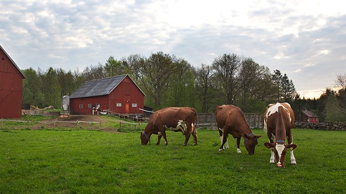 Antalet KRAV-märkta kor ökar i Skåne. Foto: Skånemejerier