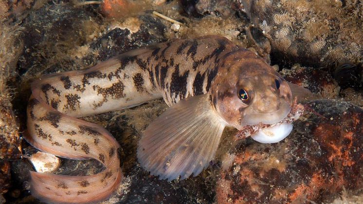 Tånglake (Zoarces viviparus) i Bottenviken. Tånglaken är en nordlig art som kan missgynnas av varmare klimat. Foto: Carlos Suárez/Oceana
