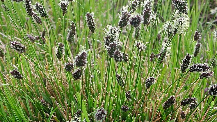 ÅRETS PERENN 2014 Sesleria heufleriana, Vårälväxing, Blomsterlandet