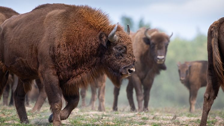 Deutschlands größte Wisentherde ist in der Döberitzer Heide zuhause. Hier leben rund 130 dieser Tiere. Foto: Sebastian Hennigs/Heinz Sielmann Stiftung.