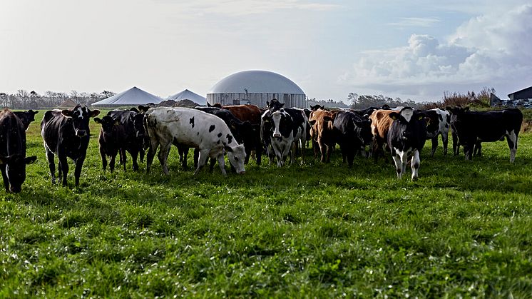 CSR-rapport: Arla styrker indsatser på bæredygtighed