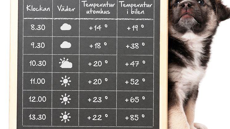 3 av 4 krossar bilrutan inom en kvart ​– Så gör du för att hjälpa en hund i en varm bil 
