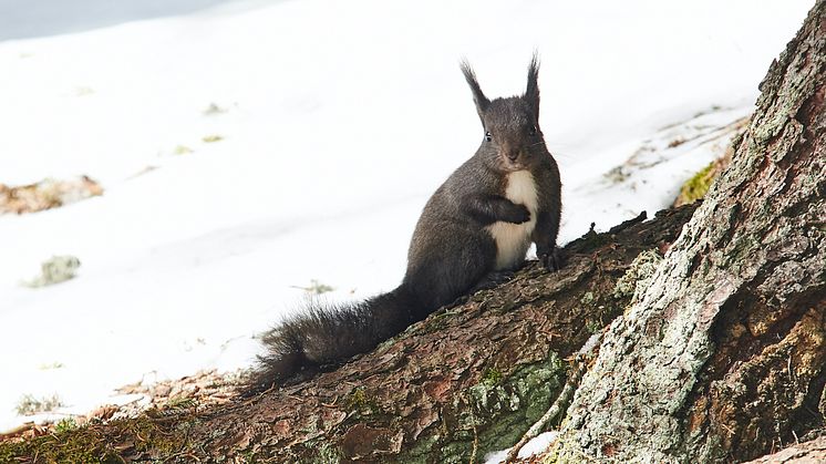 Eichhörnchen in Arosa (c) ST Partnerbild