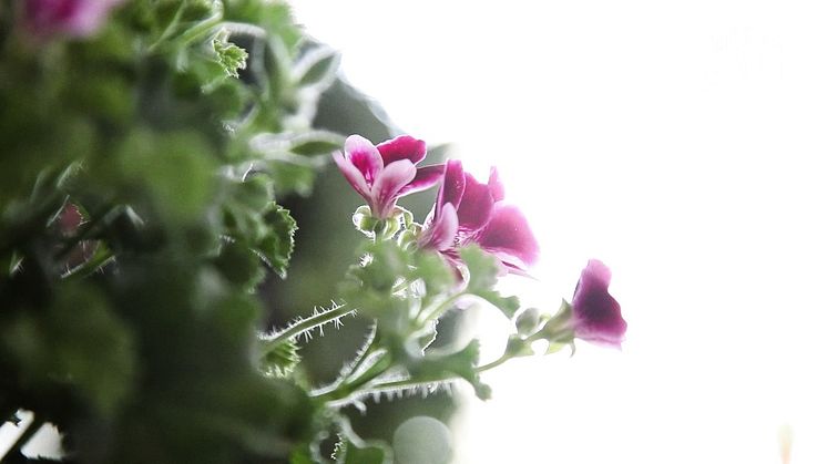 Pelargoner - om du vill veta mer om olika sorter