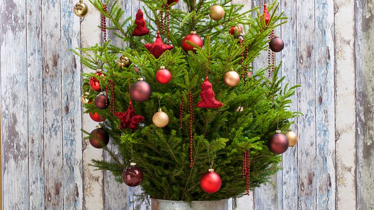 Tips! Så här sköter du julgranen