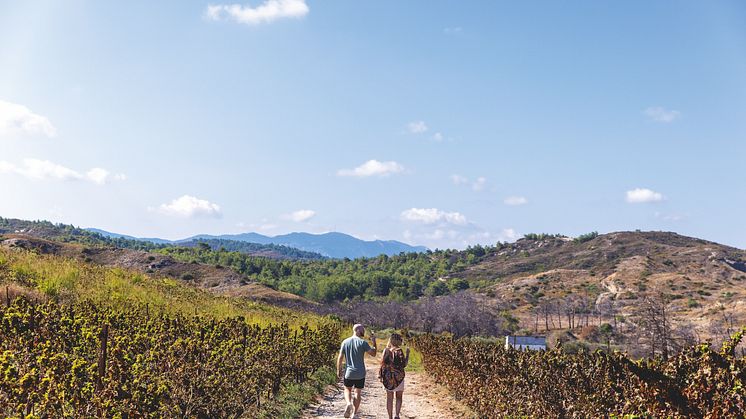 rhodes-anastacia-winery