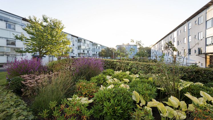 Bostadsbolagets miljövärdar arbetar långsiktigt, kreativt och nära hyresgästerna. Resultatet blir höga betyg i kundmätningen.