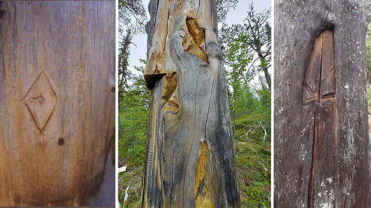 Träd med de speciella kryssmärkena finns spridda över norra Skandinavien.