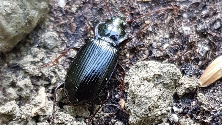 En jordlöpare har hittat en av de fröplattor som forskarna satt ut på fältet. Foto: Eirini Daouti