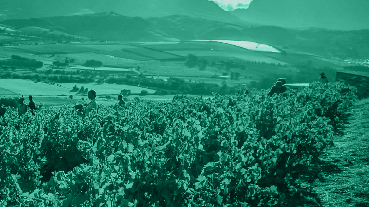 Reality Uncorked: New Swedwatch report highlights human rights issues in state-owned Systembolaget´s wine supply chain and calls for strengthened sustainability efforts