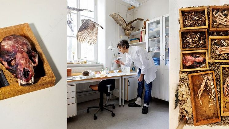 Adrian Lenninger arbetar på Naturhistoriska riksmuseets dermestarium och tar hjälp av köttätande skalbaggar för att rengöra djurdelar. Foto: Sara Mac Key / Forskning & Framsteg.
