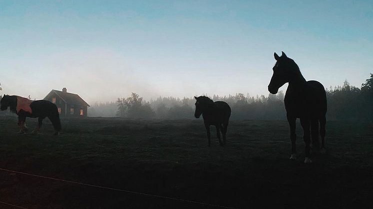 Foto: Elsa Bohman