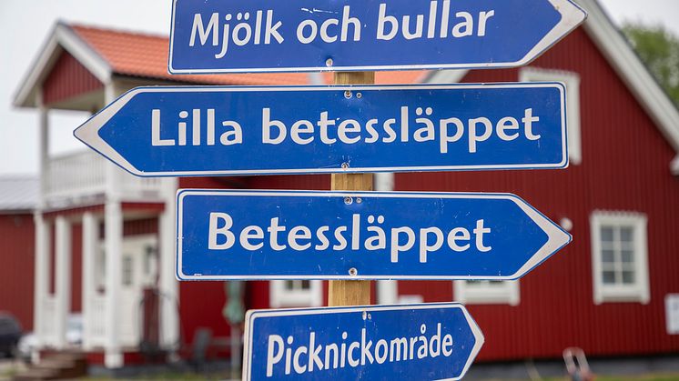 Betessläppen är en norrländsk folkfest