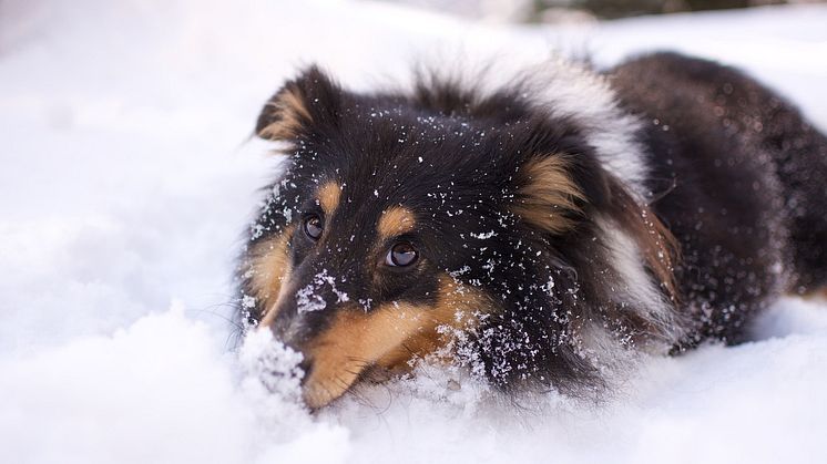 Hundpromenad i snön