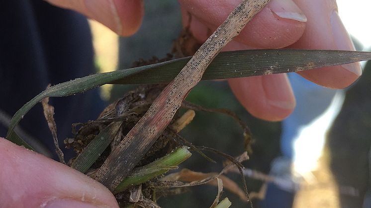 Veteplanta angripen av svartpricksjuka. Foto: Magnus Karlsson