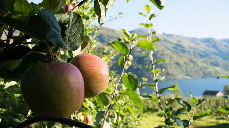 Årets eplejuice frå Hardanger og andre nyheter fra TINE