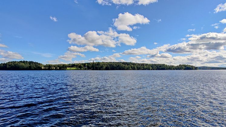 Delar av granskogen kommer att avverkas.