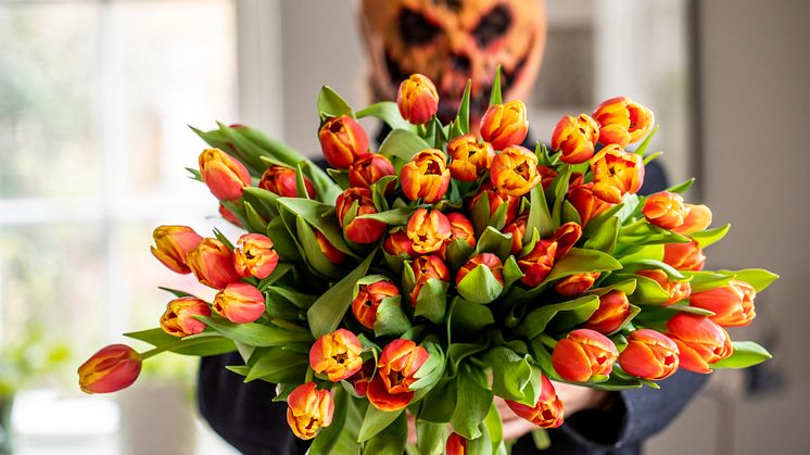 Svenska tulpaner passar utmärkt till Halloweenfirandet! Foto: Christina Uhlin