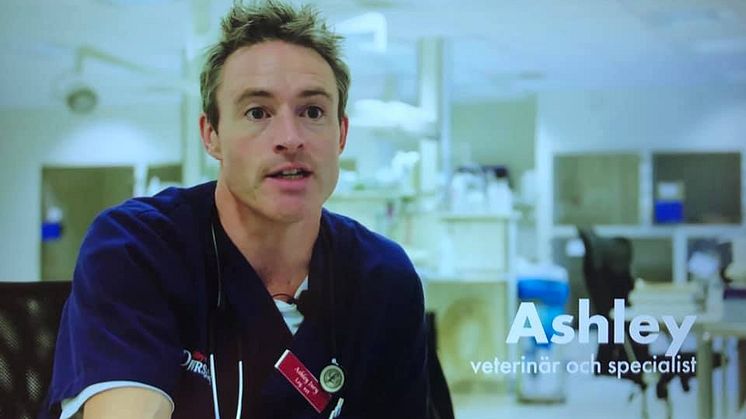Specialist i hundens och kattens sjukdomar, Ashley Jury medverkar i Bagges hemlösa hundar.