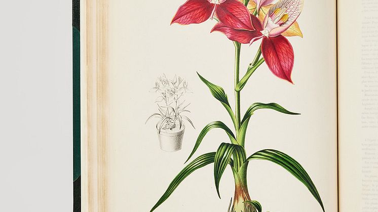 Pescatorea Iconographie des orchidées,J.J Linden