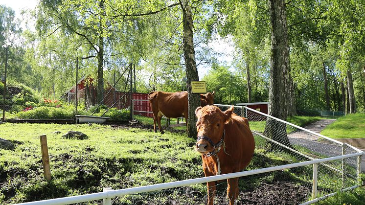 Den här kon på Galaxen i Bergsjön väntar på sommarlovslediga barn