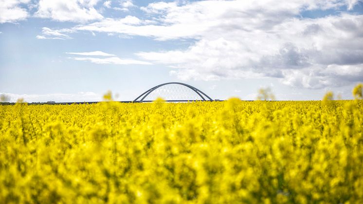 Die Fehmarnsundbrücke in einem Meer aus gelben Rapsblüten. © Thies Rätzke