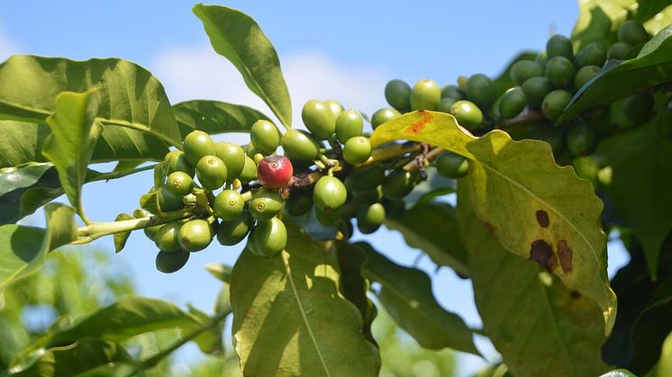 Därför bör du välja miljömärkt och etiskt kaffe