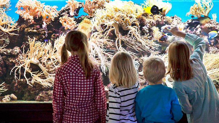 Fira World Oceans Day med Sjöfartsmuseet Akvariet