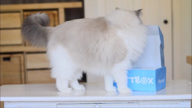 Kattbox - Månadsbox För Katter