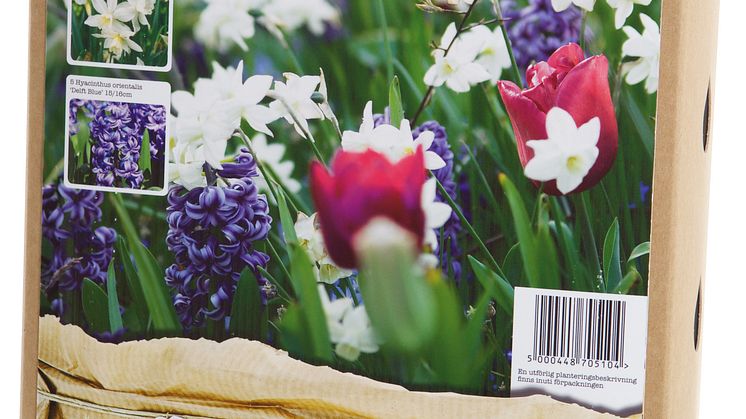 Blomsterlök vårblommande