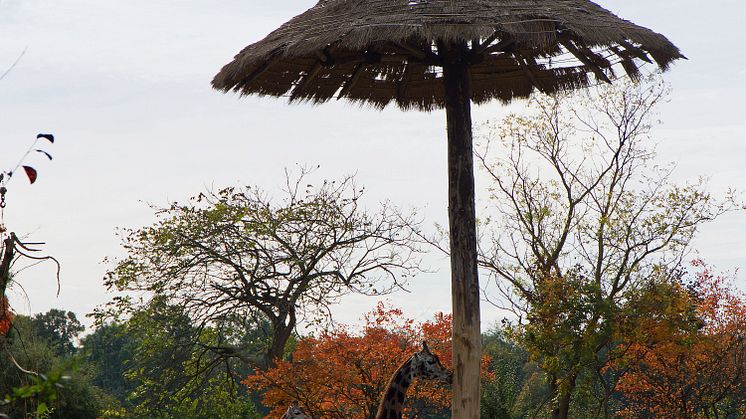 Savanne im Zoo Leipzig