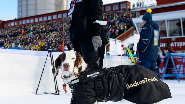 Dopingsökhunden Molly vinter