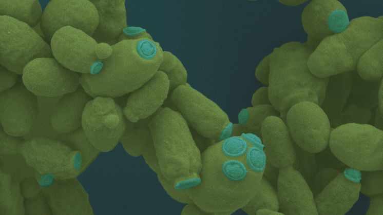Svepelektronisk foto på jästarten Kluyveromyces som tål mera extrema betingelser (högre temperaturer och andra substrat) än vanlig bagerijäst. Bild från Umeå Center for Electron Microscopy, UCEM. Foto: Cheng Choo Lee, Baraa Rehamnia och Natuschka Lee