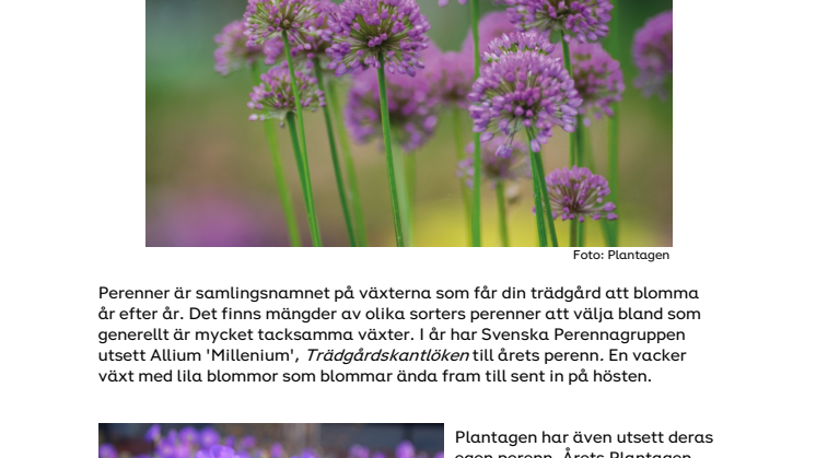 NYHETSBREV - Blåvioletta skönheter utsedda till årets perenner.pdf