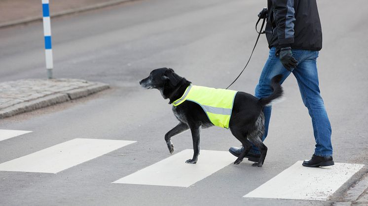 Olyckor i tätorter sker till exempel i närheten av övergångsställen och på parkeringsplatser. Med reflexer syns både du och ditt djur bättre. Foto: Sveland Djurförsäkringar