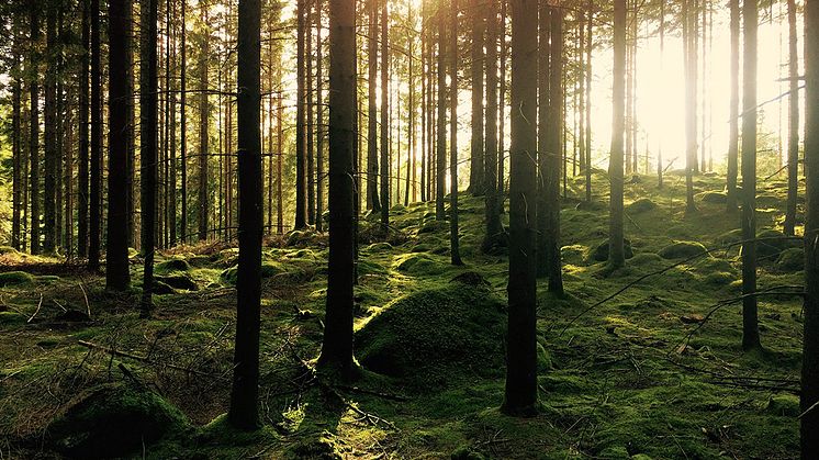 Im Nachhaltigkeitsrating von Morgen & Morgen gab's für SIGNAL IDUNA die Bestnote. Gustav Gullstrand/unsplash.com