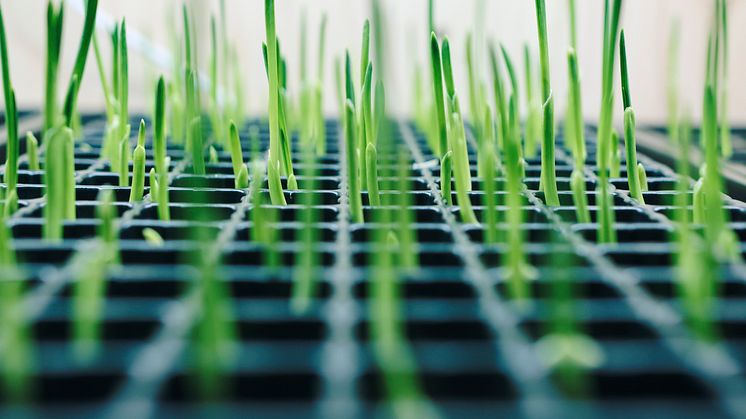 Foodtech Innovation Network fortsätter att driva utvecklingen av framtidens livsmedelssystem i Skåne och Blekinge 