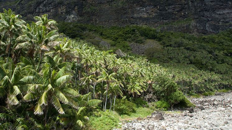 Howea forsteriana 