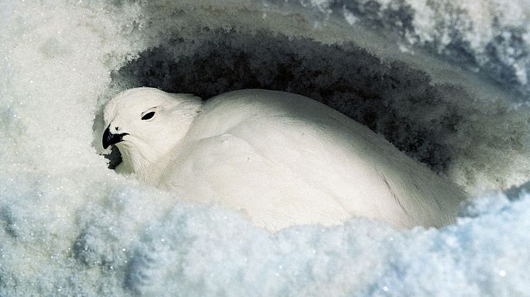 Snöripa