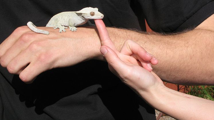 Ögonfransgecko