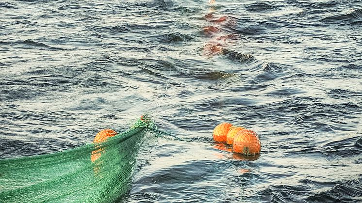 HaV utreder nytt system för fördelning av fiskemöjligheter 