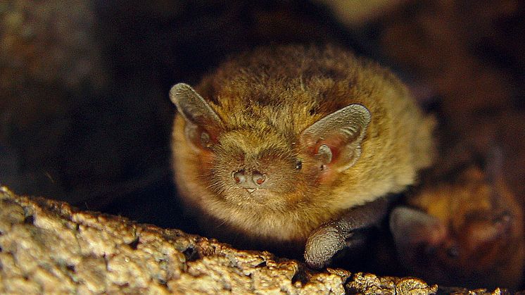 pipistrella pygmaeus_foto-Johnny de Jong