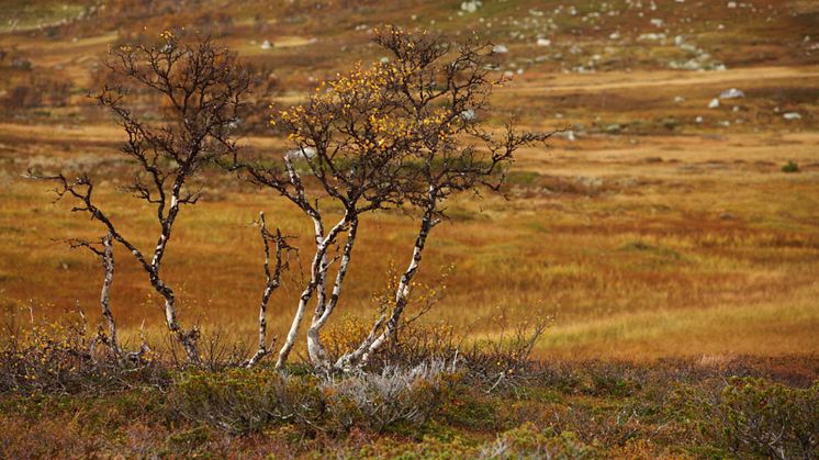 Med fjärranalystekniker får forskarna en bättre förståelse av hur de trädlösa tundraregionerna blir grönare. Foto: Mostphotos